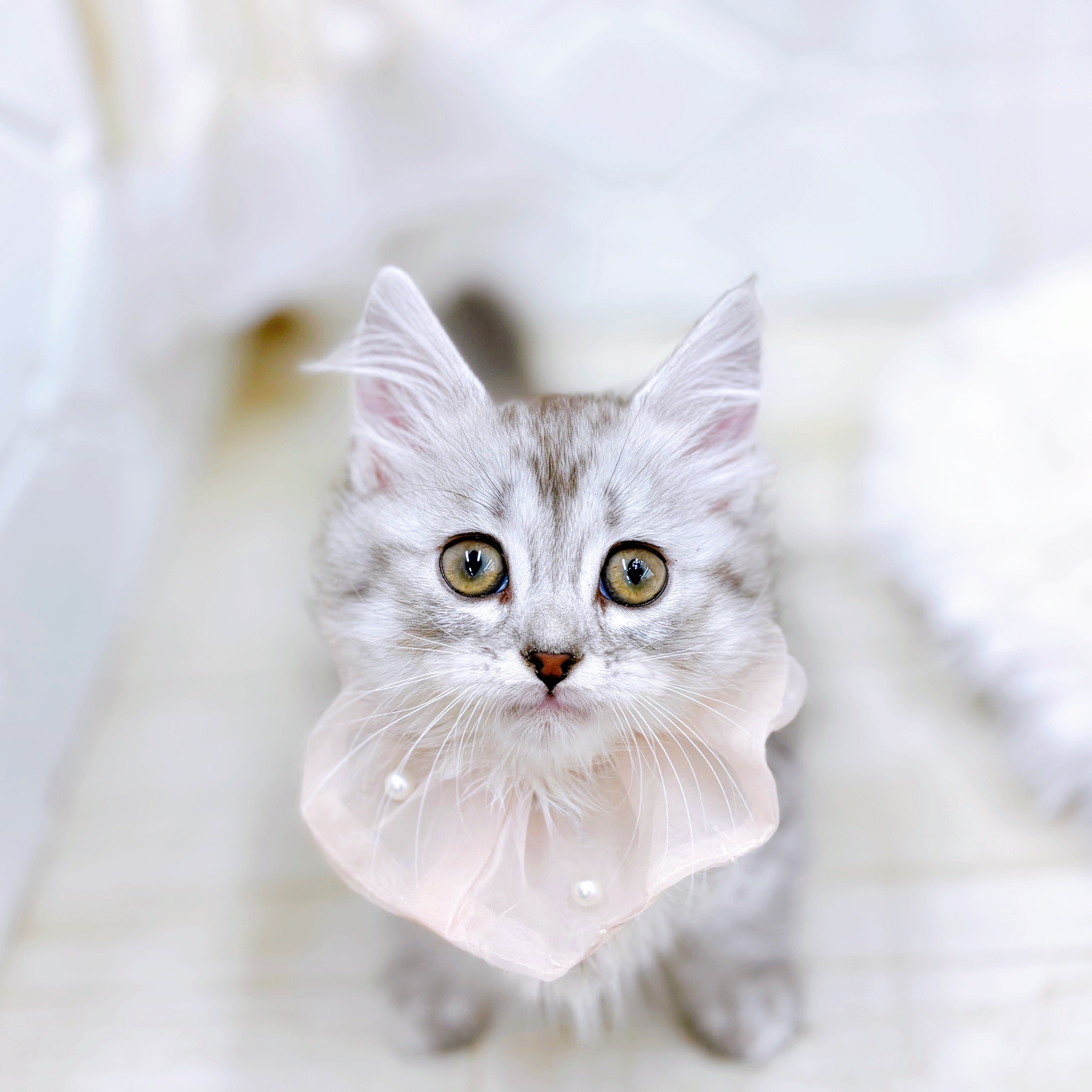 福井県のマンチカン (犬の家＆猫の里アミーゴ福井店/2025年8月30日生まれ/女の子/シルバータビーホワイト)の子猫の1枚目の画像