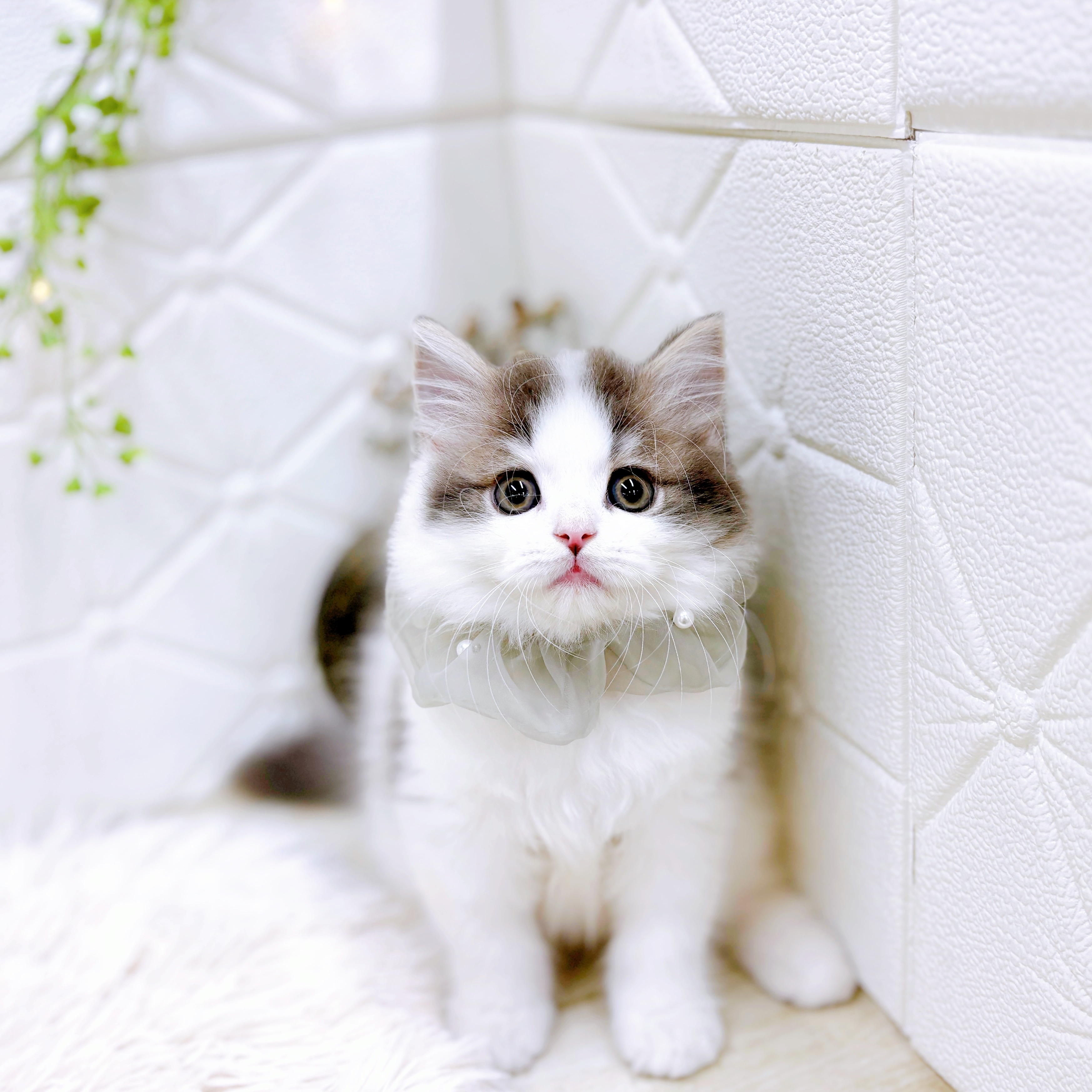 福井県のスコティッシュフォールド (犬の家＆猫の里アミーゴ福井店/2025年8月30日生まれ/男の子/ブルータビーホワイト)の子猫