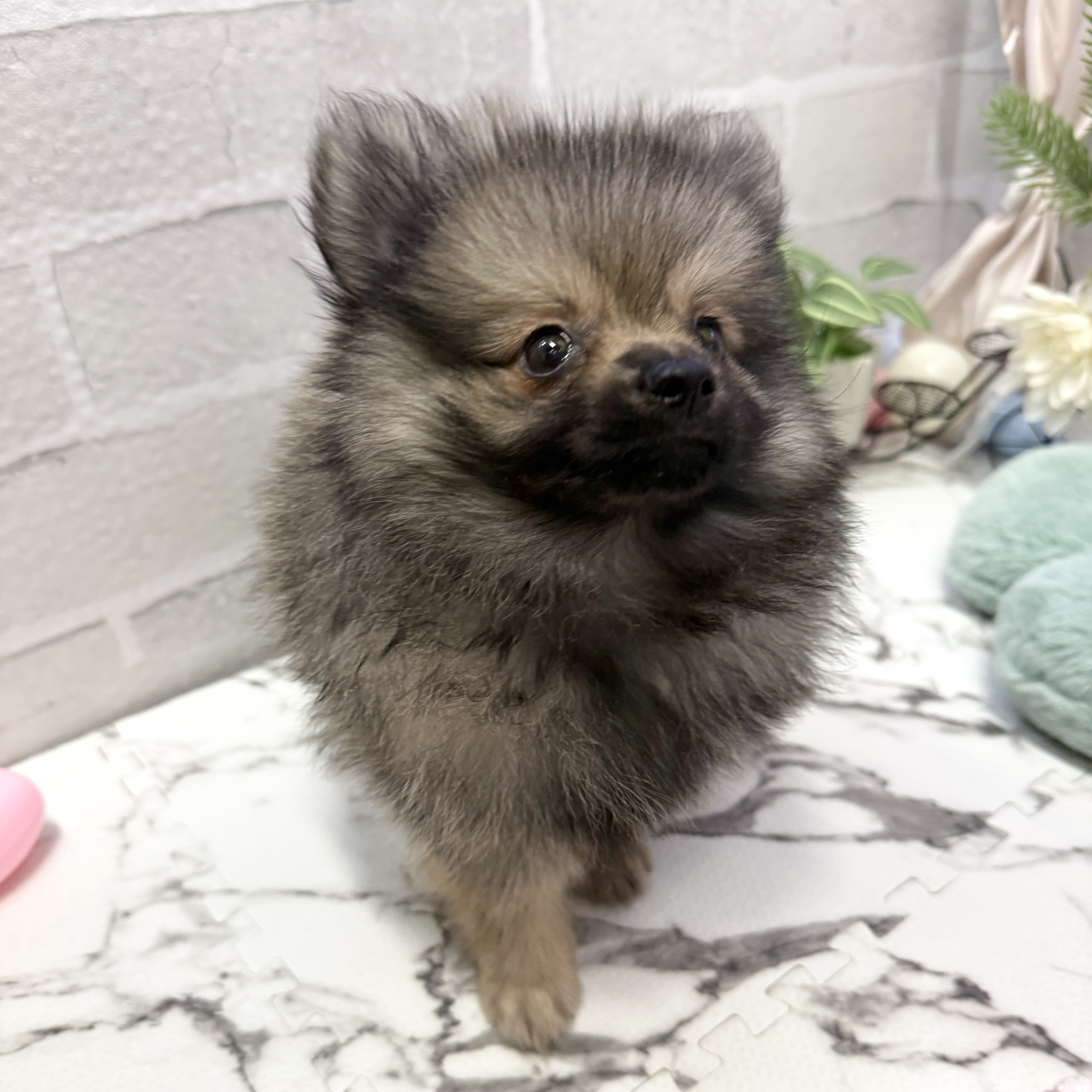 愛知県のポメラニアン (犬の家＆猫の里岡崎店/2025年8月30日生まれ/男の子/ウルフセーブル)の子犬の2枚目の画像