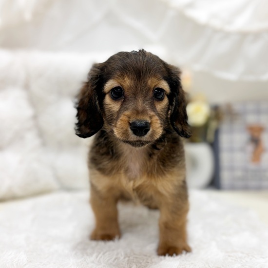 岐阜県のカニンヘンダックスフンド(ロング) (犬の家＆猫の里カラフルタウン岐阜店/2025年8月26日生まれ/女の子/シェーデットレッド)の子犬の1枚目の画像