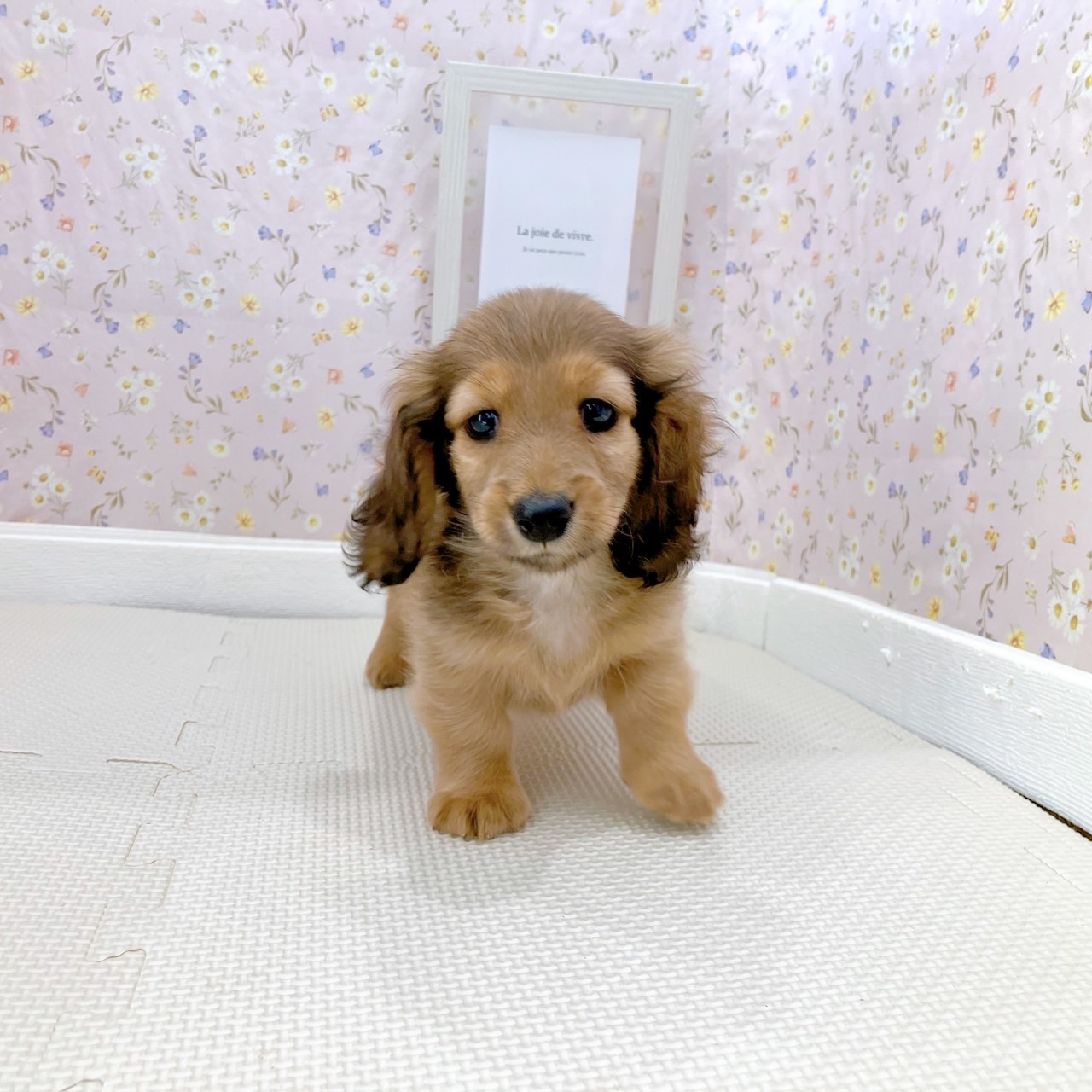 石川県のカニンヘンダックスフンド(ロング) (犬の家＆猫の里金沢店/2025年8月26日生まれ/男の子/シェーデットレッド)の子犬の2枚目の画像