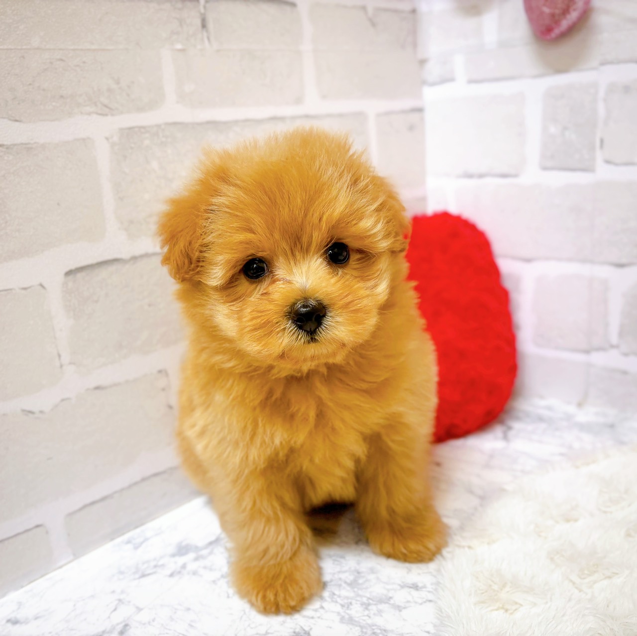 京都府のポメプー(ポメラニアン×プードル) (犬の家&猫の里京都精華店/2025年8月27日生まれ/女の子/アプリコット)の子犬の1枚目の画像