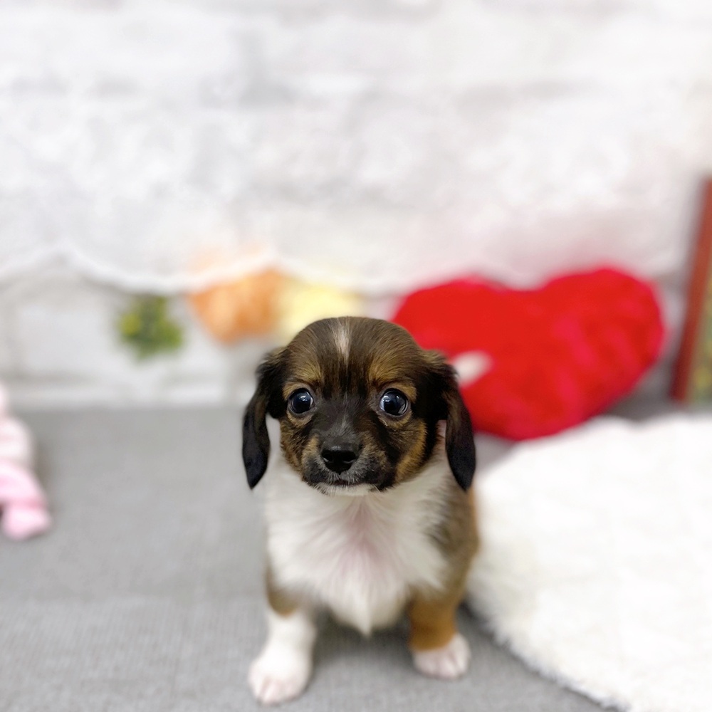 京都府のチワックス(チワワ×ダックス) (犬の家＆猫の里京都樟葉店/2025年8月31日生まれ/男の子/レッドパイボールド)の子犬の2枚目の画像