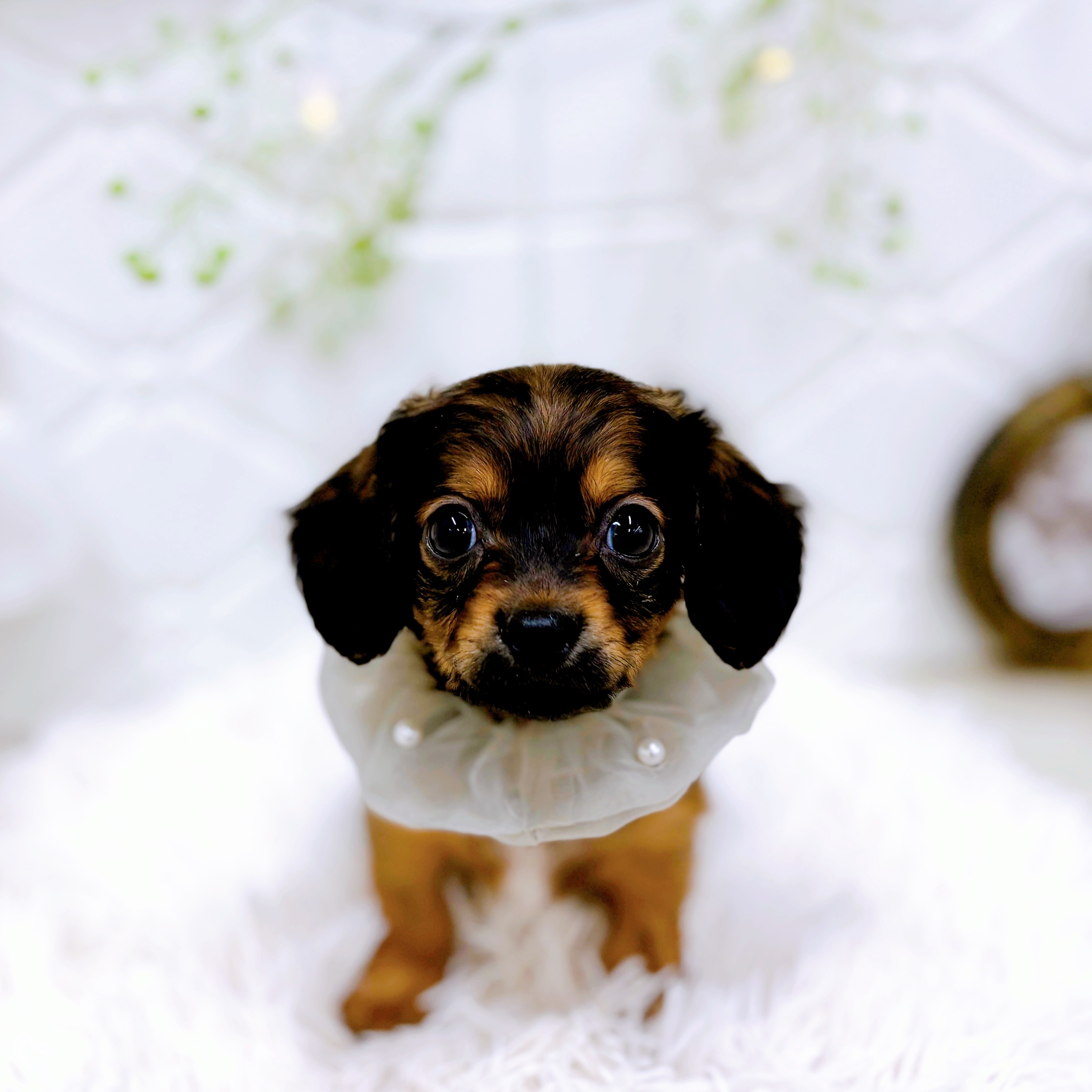 福井県のチワックス(チワワ×ダックス) (犬の家＆猫の里アミーゴ福井店/2025年8月31日生まれ/男の子/レッド)の子犬