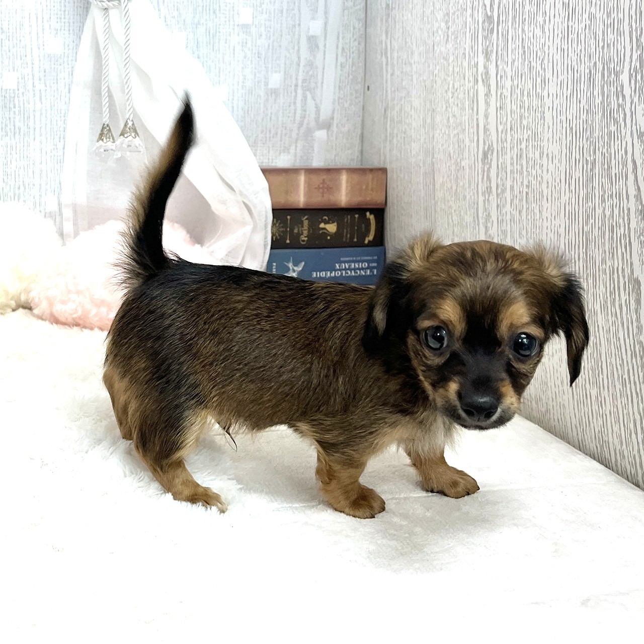 神奈川県のチワックス(チワワ×ダックス) (犬の家＆猫の里相模原店/2025年8月31日生まれ/男の子/レッド)の子犬の2枚目の画像