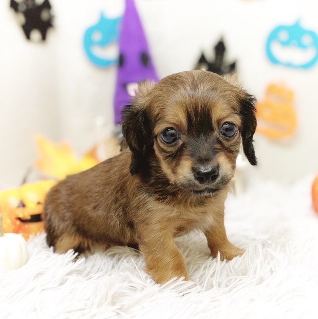 静岡県のチワックス(チワワ×ダックス) (犬の家＆猫の里藤枝店/2025年8月31日生まれ/男の子/レッド)の子犬の1枚目の画像