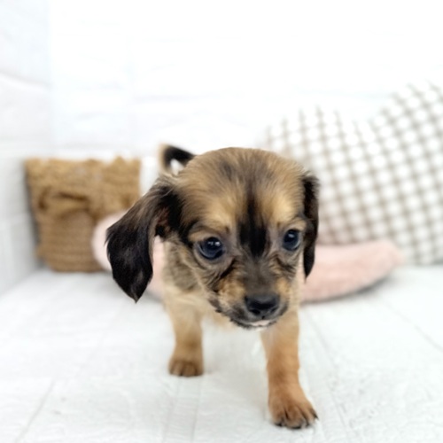 愛知県のチワックス(チワワ×ダックス) (犬の家＆猫の里豊川インター店/2025年8月31日生まれ/女の子/レッド)の子犬の1枚目の画像