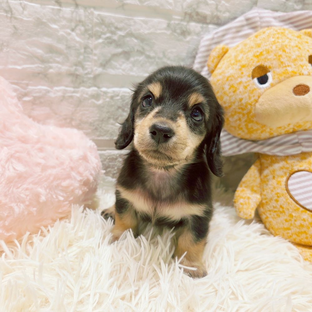愛知県のミニチュアダックスフンド(ロング) (犬の家＆猫の里MiO香久山店/2025年8月31日生まれ/女の子/ブラックイエロー)の子犬の1枚目の画像