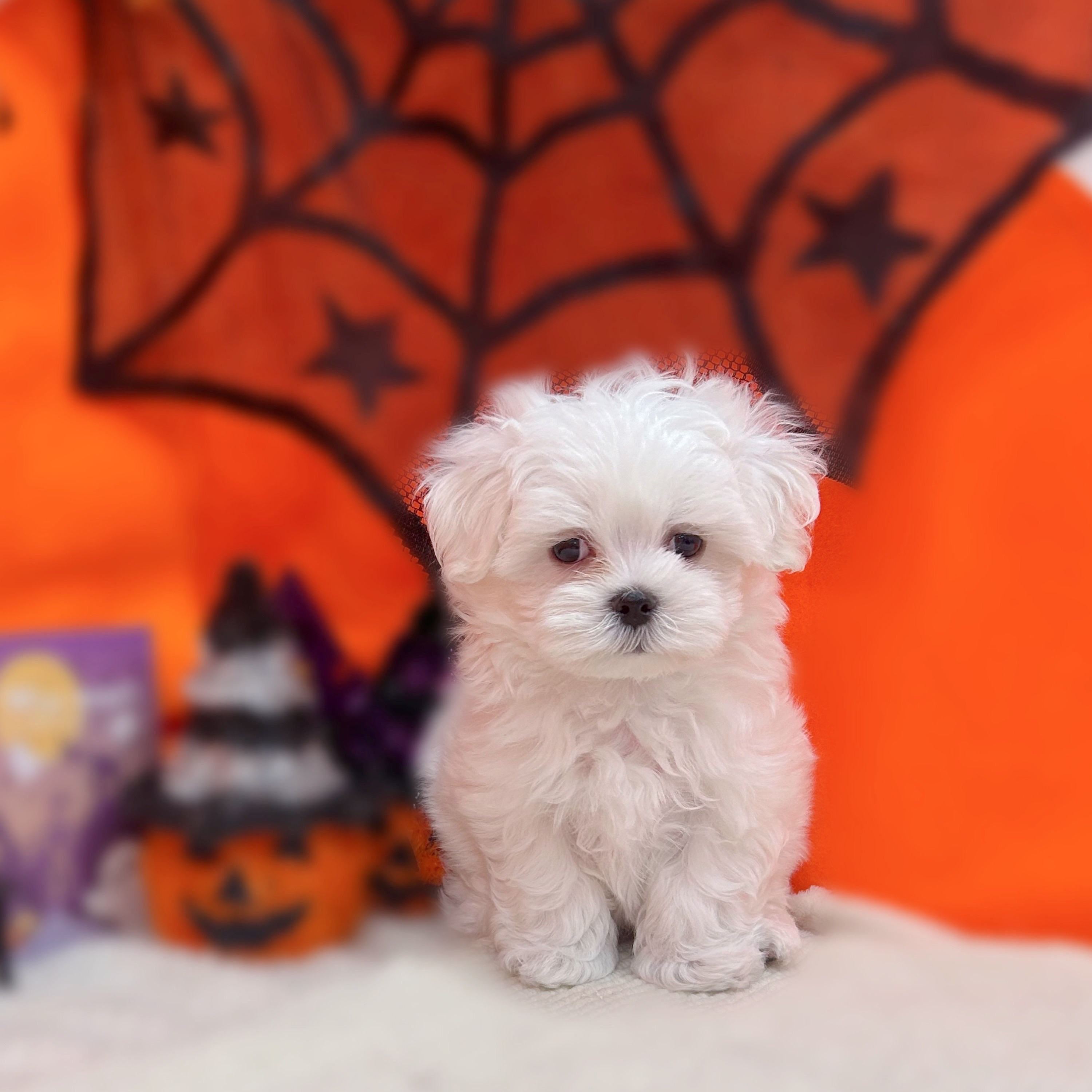 岐阜県のマルチーズ (犬の家＆猫の里岐南店/2025年8月30日生まれ/男の子/ホワイト)の子犬の1枚目の画像