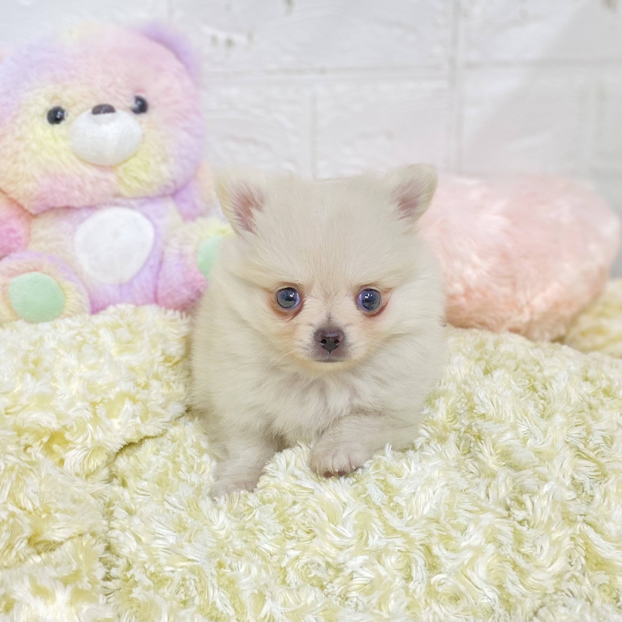長野県のポメチワ/チワポメ/ポメチー(ポメラニアン×チワワ) (犬の家&猫の里長野店/2025年9月1日生まれ/男の子/クリーム)の子犬
