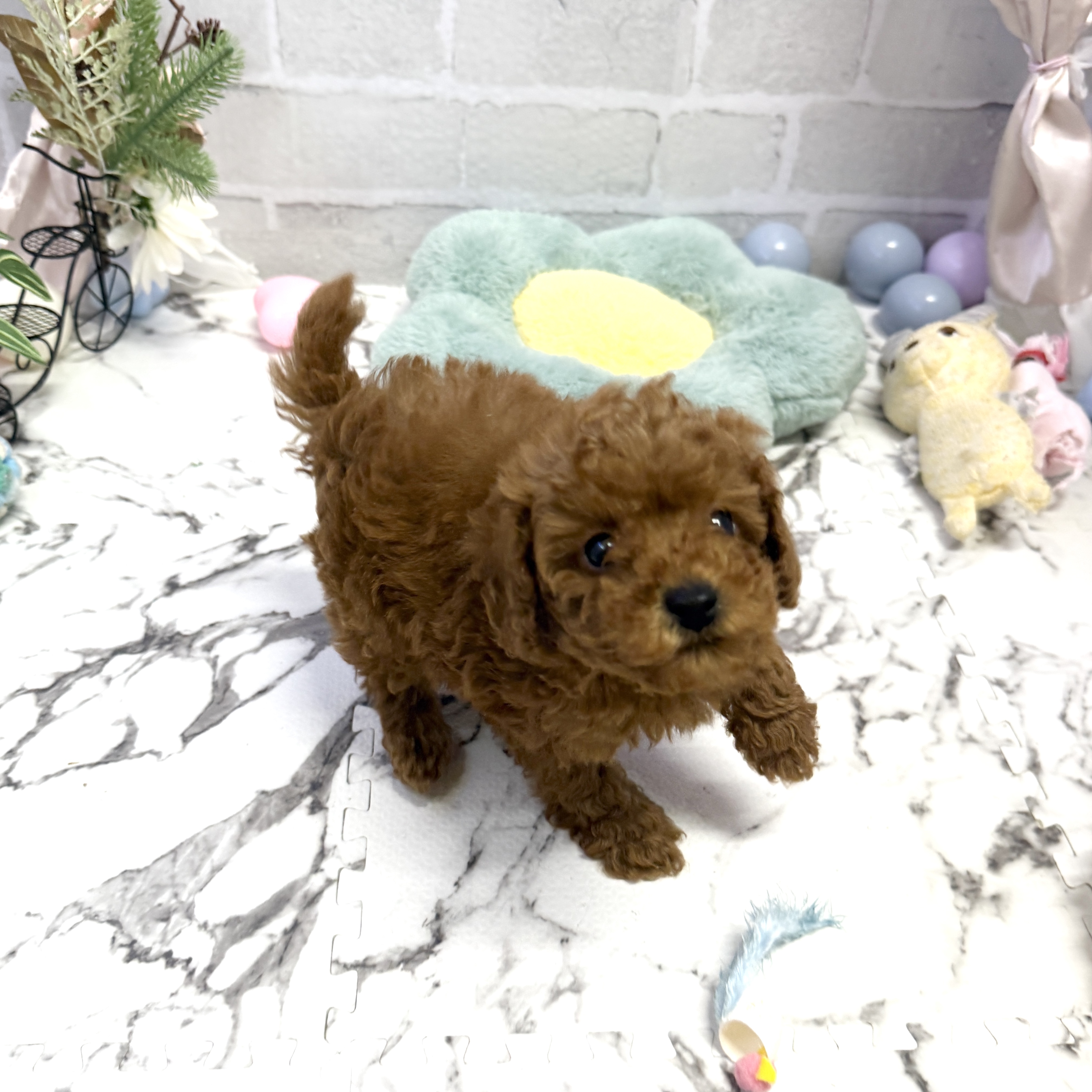 愛知県のトイプードル(トイ) (犬の家＆猫の里岡崎店/2025年9月2日生まれ/男の子/レッド)の子犬の2枚目の画像