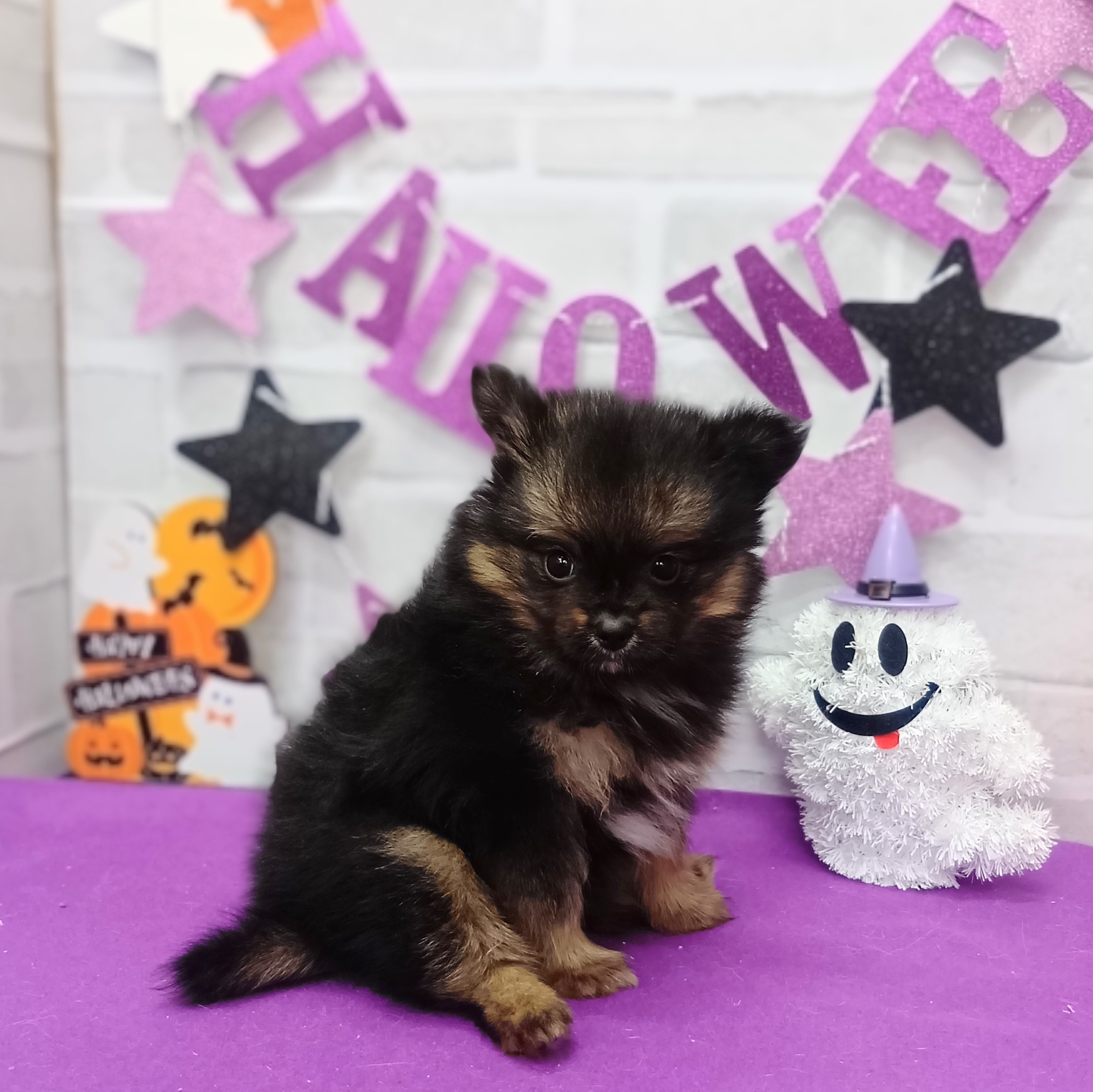 静岡県のポメヨン/パピポメ/ポメパピ(ポメラニアン×パピヨン) (犬の家＆猫の里プレ葉ウォーク浜北店/2025年9月1日生まれ/男の子/フォーン)の子犬の2枚目の画像