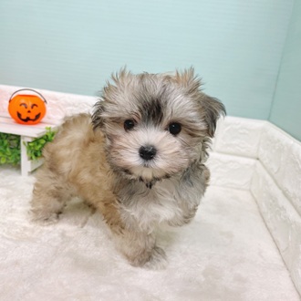 静岡県のマルキー/マルヨーキー(マルチーズ×ヨークシャーテリア) (犬の家＆猫の里マークイズ静岡店/2025年8月31日生まれ/女の子/ブラウンホワイト)の子犬の2枚目の画像