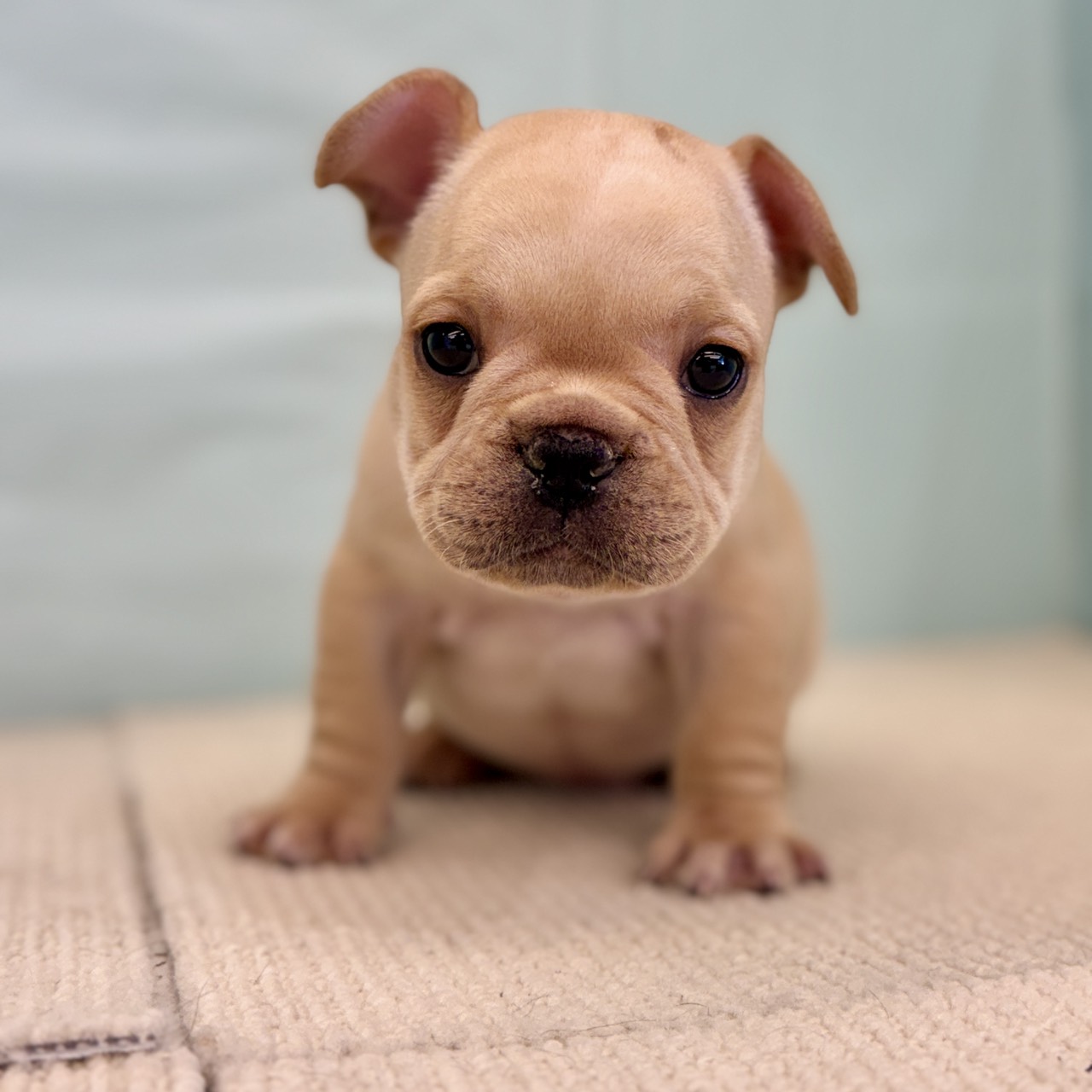 愛知県のフレンチブルドッグ (犬の家＆猫の里春日井本店/2025年9月2日生まれ/男の子/クリーム)の子犬の1枚目の画像