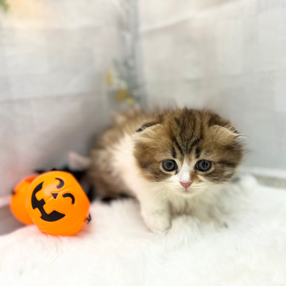 静岡県のスコティッシュフォールド (犬の家＆猫の里MEGAドン・キホーテ袋井店/2025年9月2日生まれ/女の子/キャリコ)の子猫の2枚目の画像