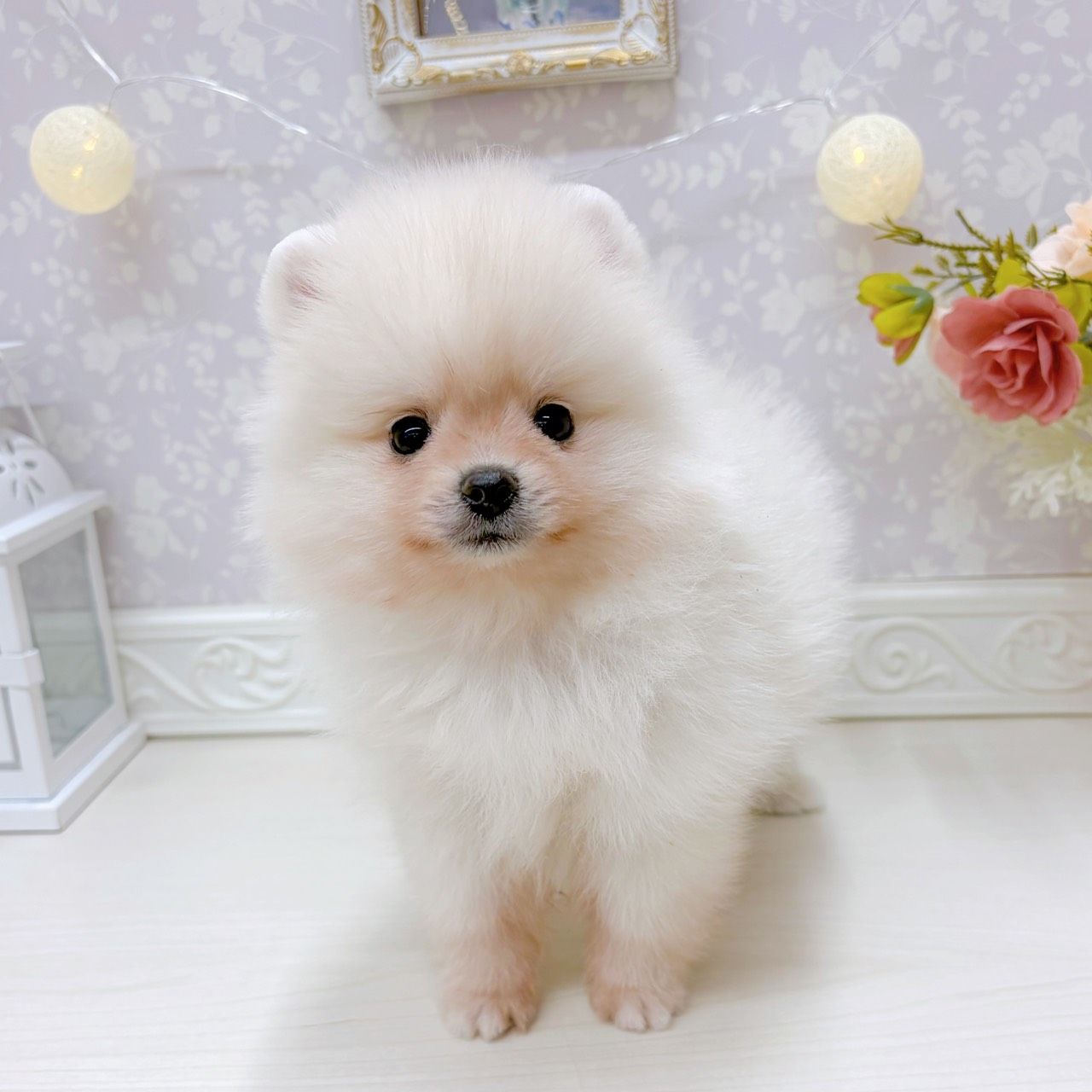 富山県のポメラニアン (犬の家＆猫の里アミーゴ山室店/2025年9月2日生まれ/男の子/クリーム)の子犬の2枚目の画像