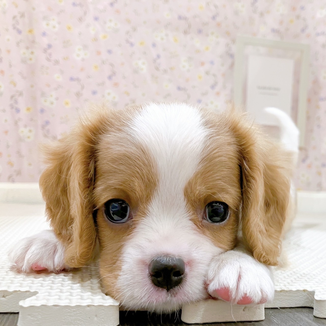 石川県のキャバリアキングチャールズスパニエル (犬の家＆猫の里金沢店/2025年9月1日生まれ/男の子/ブレンハイム)の子犬の2枚目の画像
