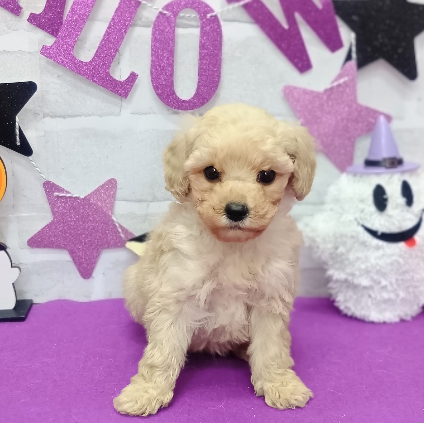 静岡県のトイプードル(トイ) (犬の家＆猫の里プレ葉ウォーク浜北店/2025年9月1日生まれ/女の子/クリーム)の子犬の1枚目の画像