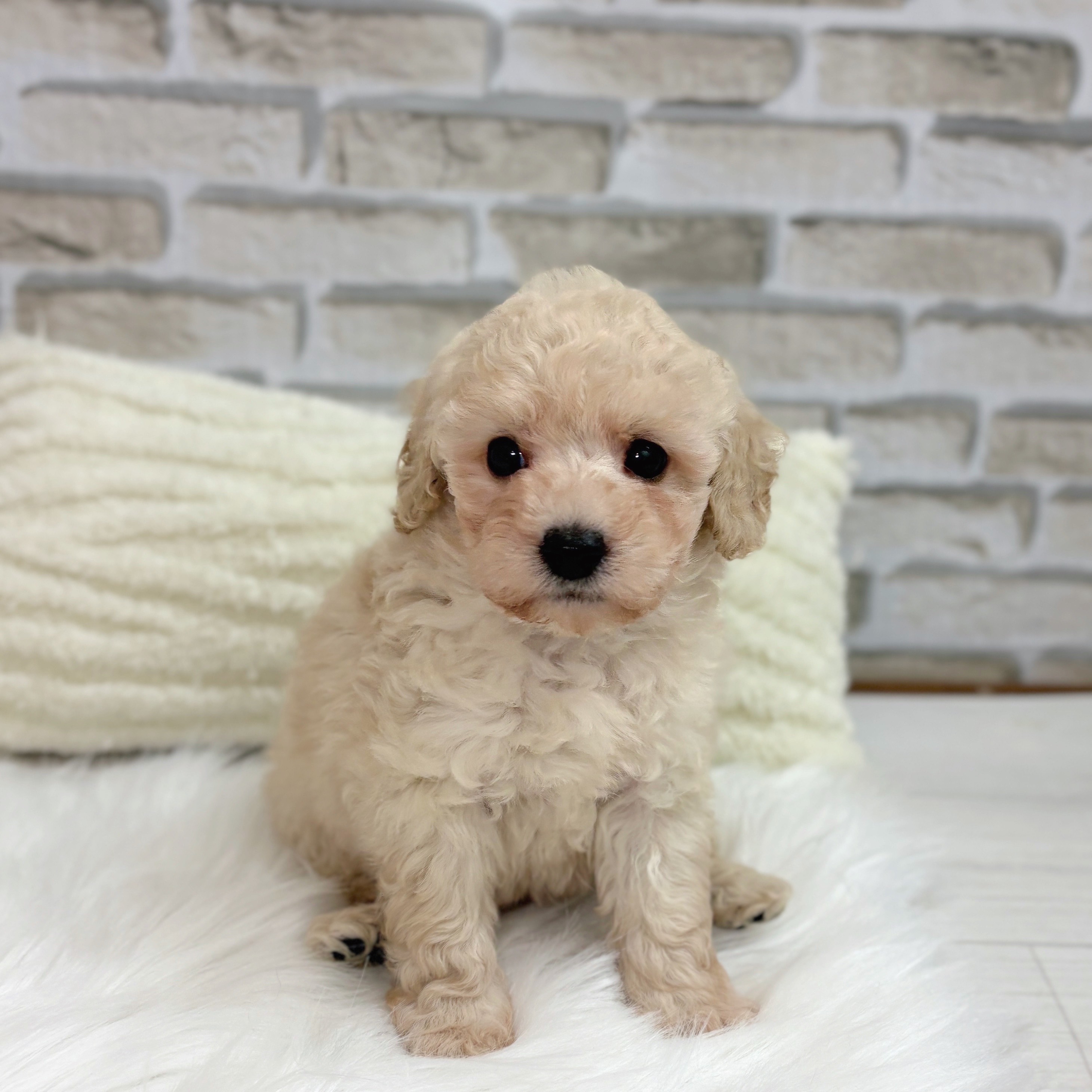 神奈川県のトイプードル(タイニー) (犬の家＆猫の里モザイクモール港北店/2025年9月1日生まれ/男の子/クリーム)の子犬の1枚目の画像