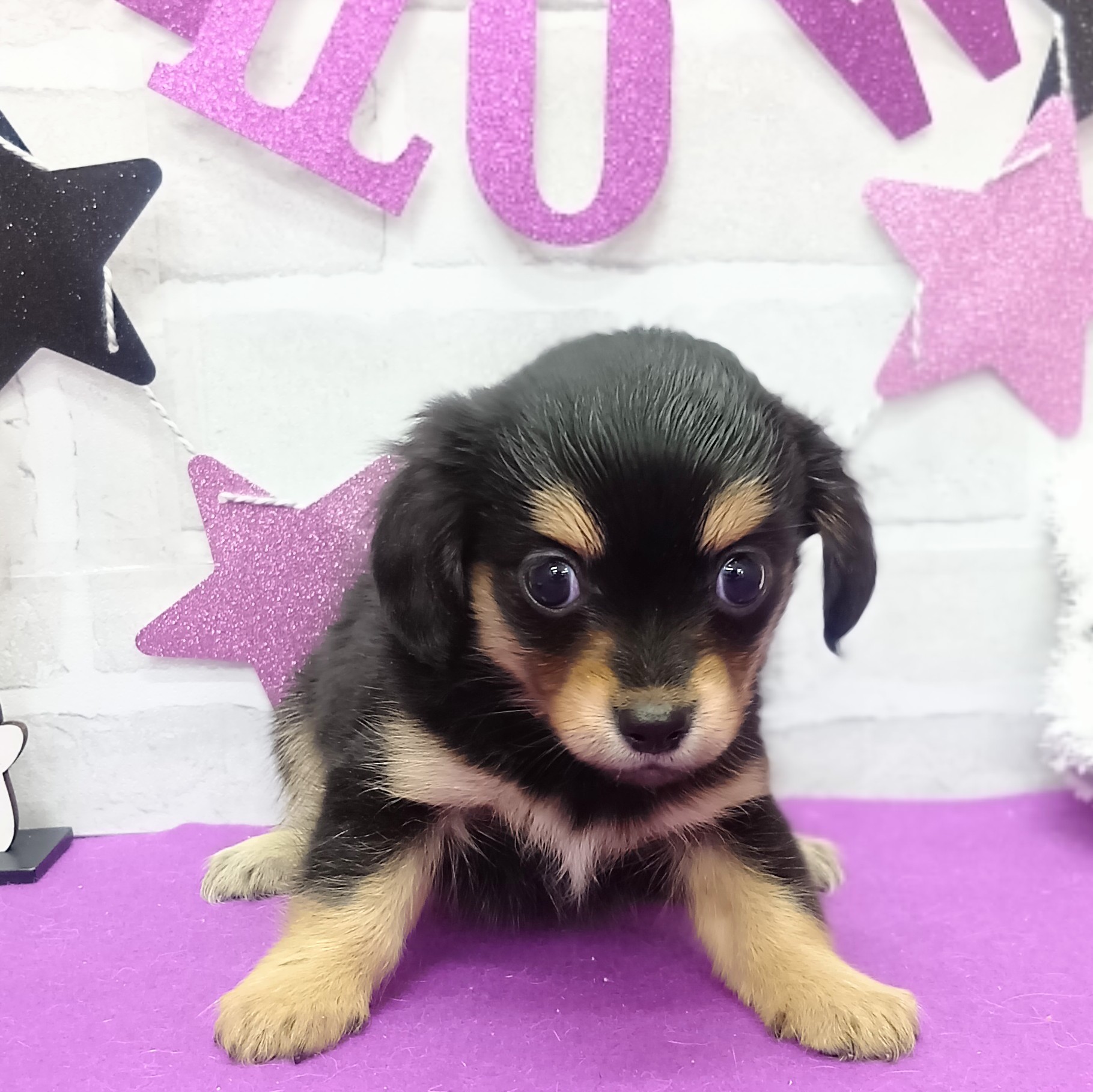 静岡県のチワックス(チワワ×ダックス) (犬の家＆猫の里プレ葉ウォーク浜北店/2025年9月1日生まれ/女の子/ブラックタン)の子犬の2枚目の画像