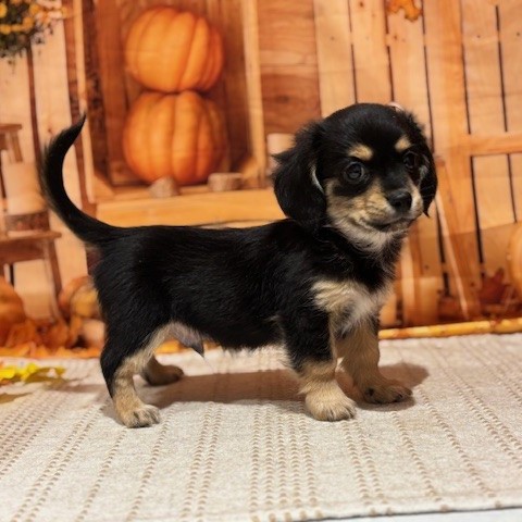 福岡県のチワックス(チワワ×ダックス) (犬の家＆猫の里トリアス久山店/2025年9月1日生まれ/男の子/ブラックタン)の子犬の2枚目の画像