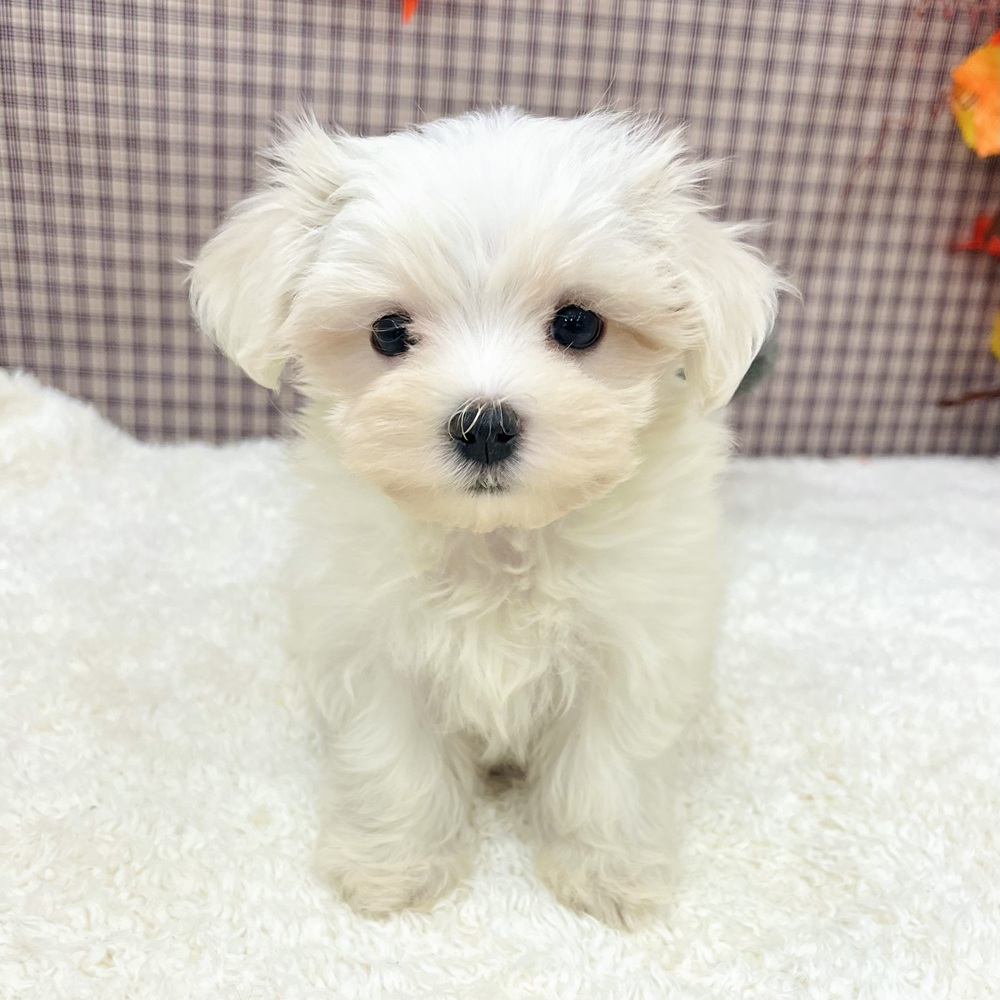 愛知県のマルチーズ (犬の家＆猫の里エアポートウォーク店/2025年8月31日生まれ/女の子/ホワイト)の子犬の1枚目の画像