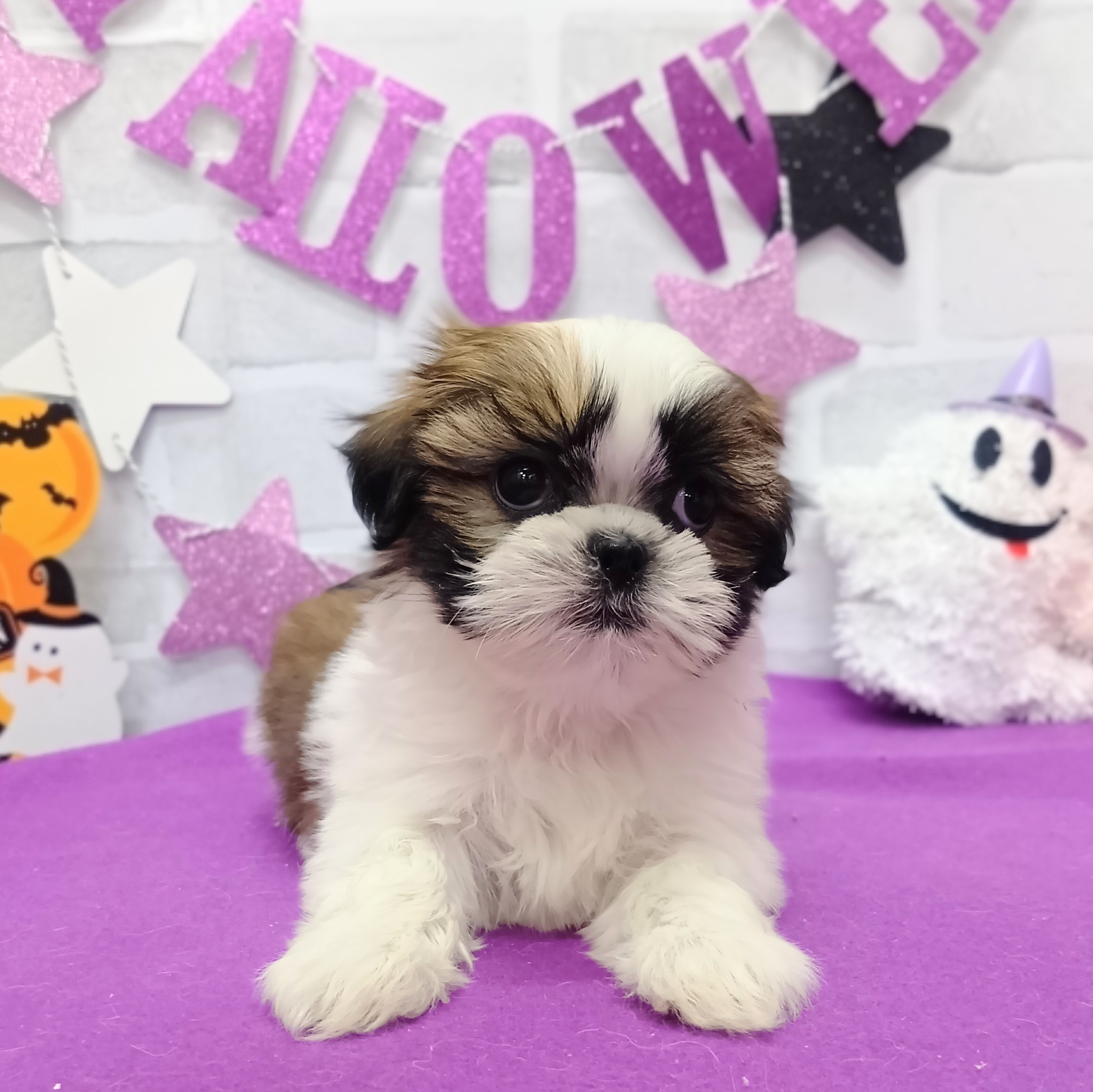 静岡県のシーズー (犬の家＆猫の里プレ葉ウォーク浜北店/2025年9月1日生まれ/女の子/ゴールドホワイト)の子犬の2枚目の画像