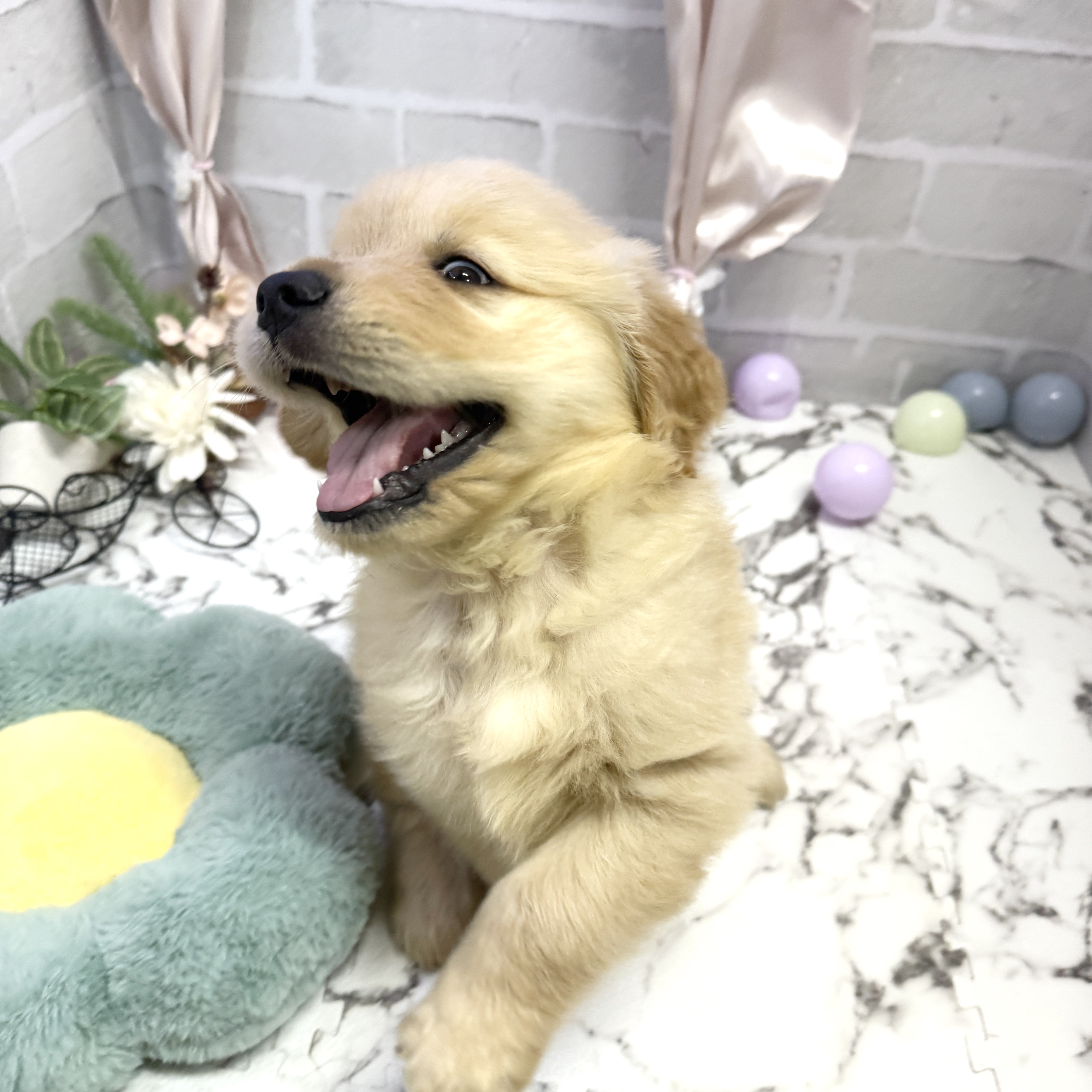 愛知県のゴールデンレトリバー (犬の家＆猫の里岡崎店/2025年9月2日生まれ/男の子/ゴールデン)の子犬の2枚目の画像