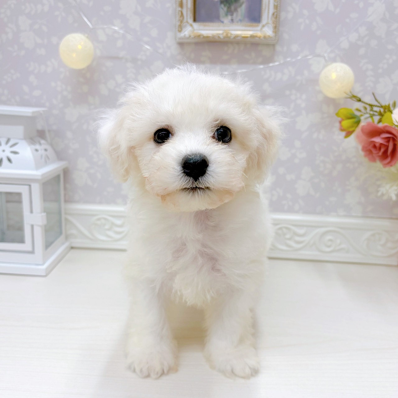 富山県のビションフリーゼ (犬の家＆猫の里アミーゴ山室店/2025年9月1日生まれ/男の子/ホワイト)の子犬の1枚目の画像