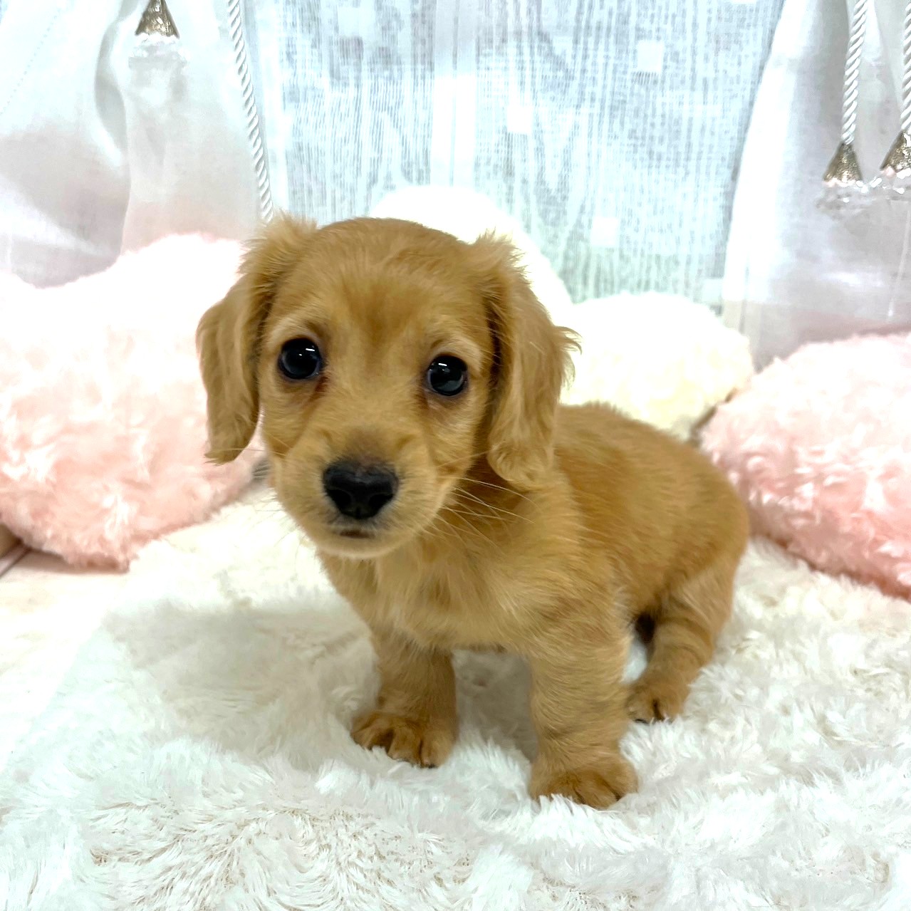 神奈川県のミニチュアダックスフンド(ロング) (犬の家＆猫の里相模原店/2025年9月1日生まれ/女の子/ゴールド)の子犬の1枚目の画像