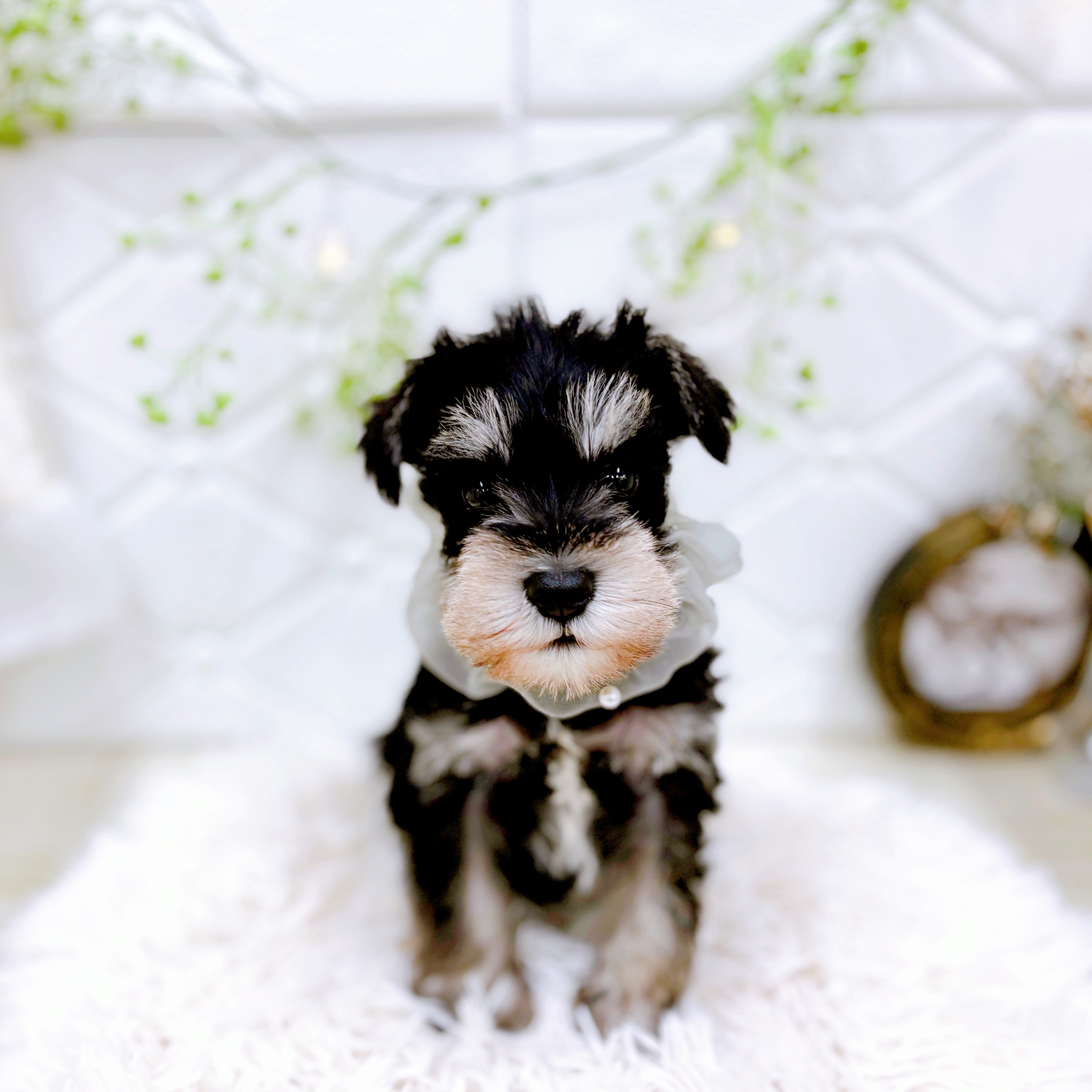 福井県のミニチュアシュナウザー (犬の家＆猫の里アミーゴ福井店/2025年9月1日生まれ/男の子/ブラックシルバー)の子犬