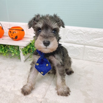 静岡県のミニチュアシュナウザー (犬の家＆猫の里マークイズ静岡店/2025年9月1日生まれ/男の子/ソルトペッパー)の子犬の1枚目の画像