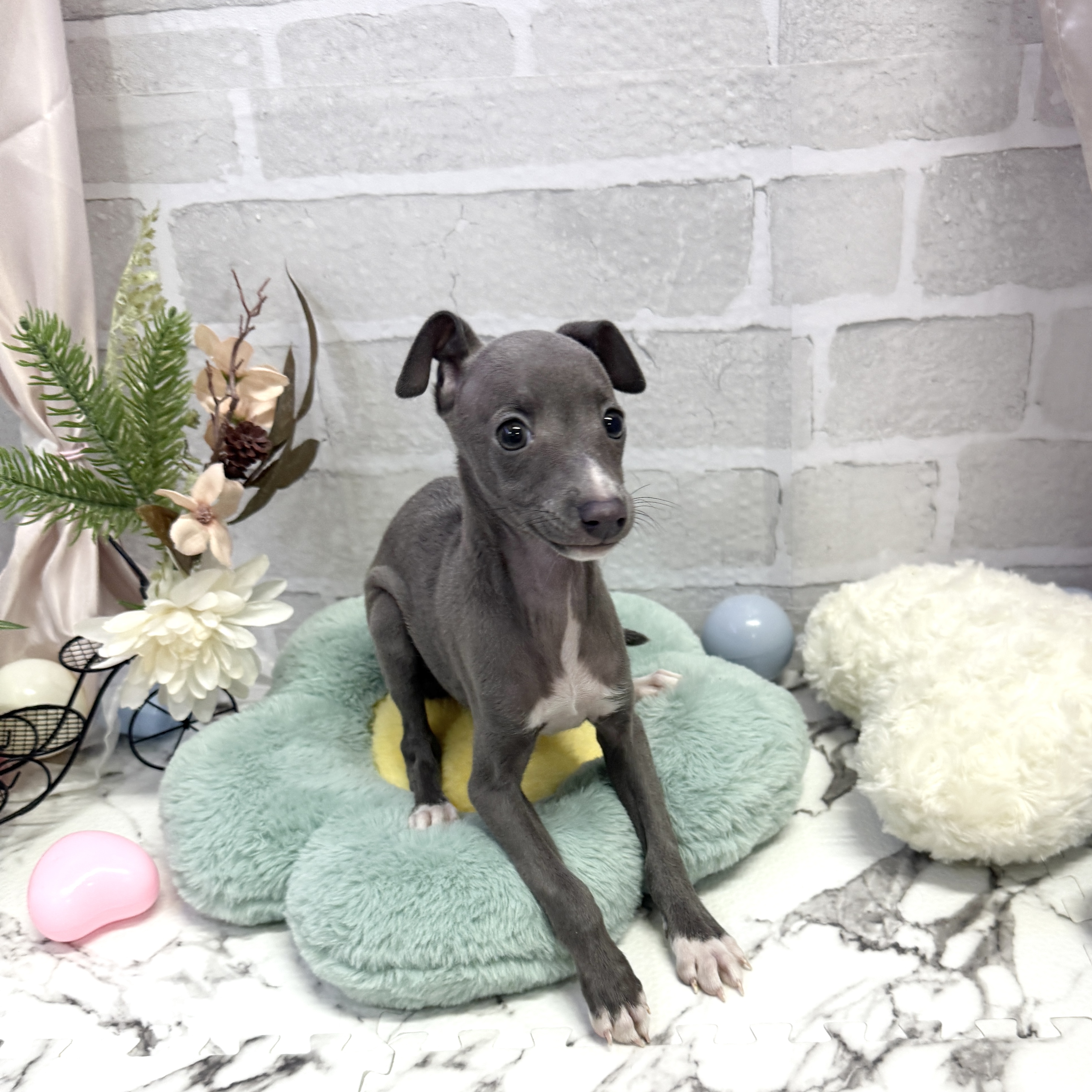 愛知県のイタリアングレーハウンド (犬の家＆猫の里岡崎店/2025年9月1日生まれ/女の子/ブルーホワイト)の子犬の2枚目の画像
