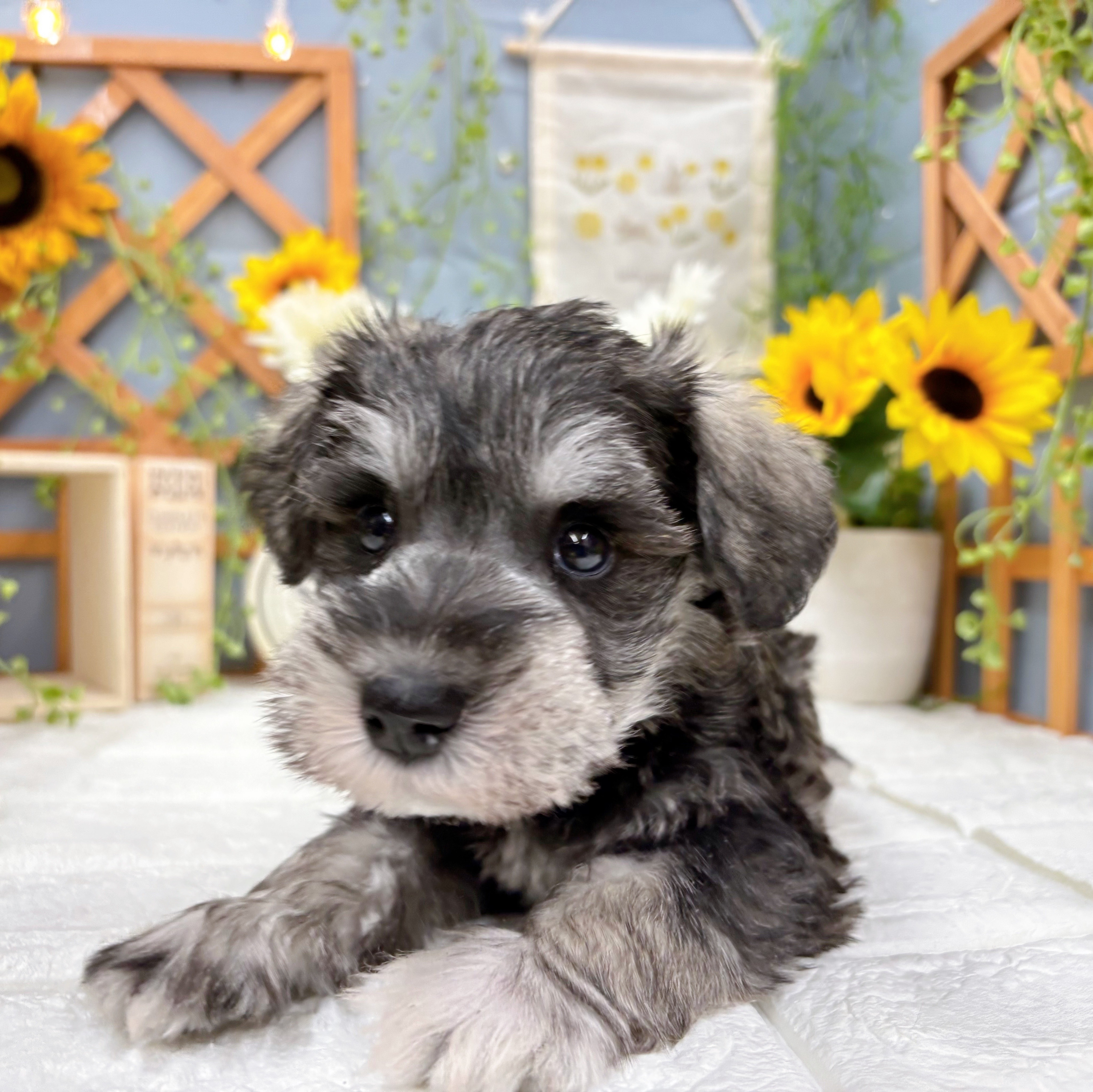 ミニチュアシュナウザー男の子の写真