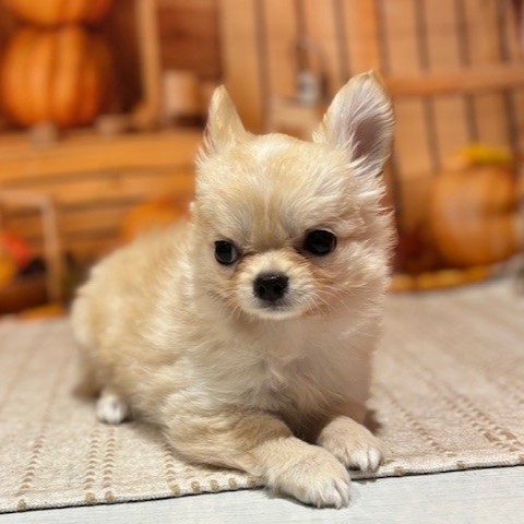 福岡県のチワワ(ロング) (犬の家＆猫の里トリアス久山店/2025年8月28日生まれ/男の子/クリーム)の子犬の2枚目の画像