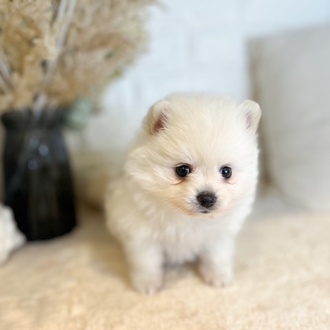 東京都のポメラニアン (犬の家＆猫の里新宿店/2025年8月31日生まれ/女の子/クリーム)の子犬の1枚目の画像