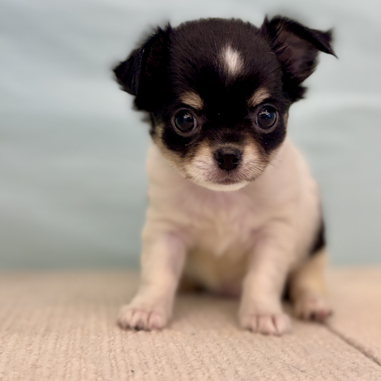 愛知県のチワワ(ロング) (犬の家&猫の里春日井本店/2025年8月28日生まれ/女の子/ホワイトブラックタン)の子犬の1枚目の画像