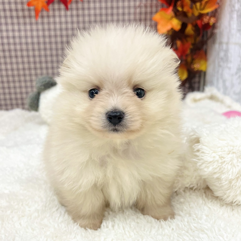 愛知県のポメラニアン (犬の家＆猫の里エアポートウォーク店/2025年9月2日生まれ/男の子/クリーム)の子犬の2枚目の画像
