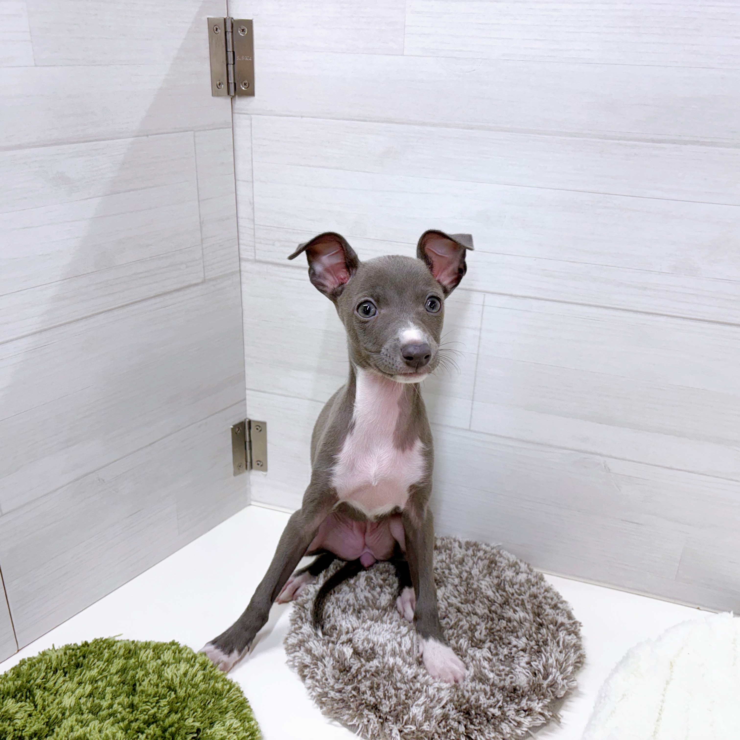 石川県のイタリアングレーハウンド (犬の家＆猫の里アミーゴ金沢おこばた店/2025年9月1日生まれ/女の子/ブルーホワイト)の子犬の2枚目の画像