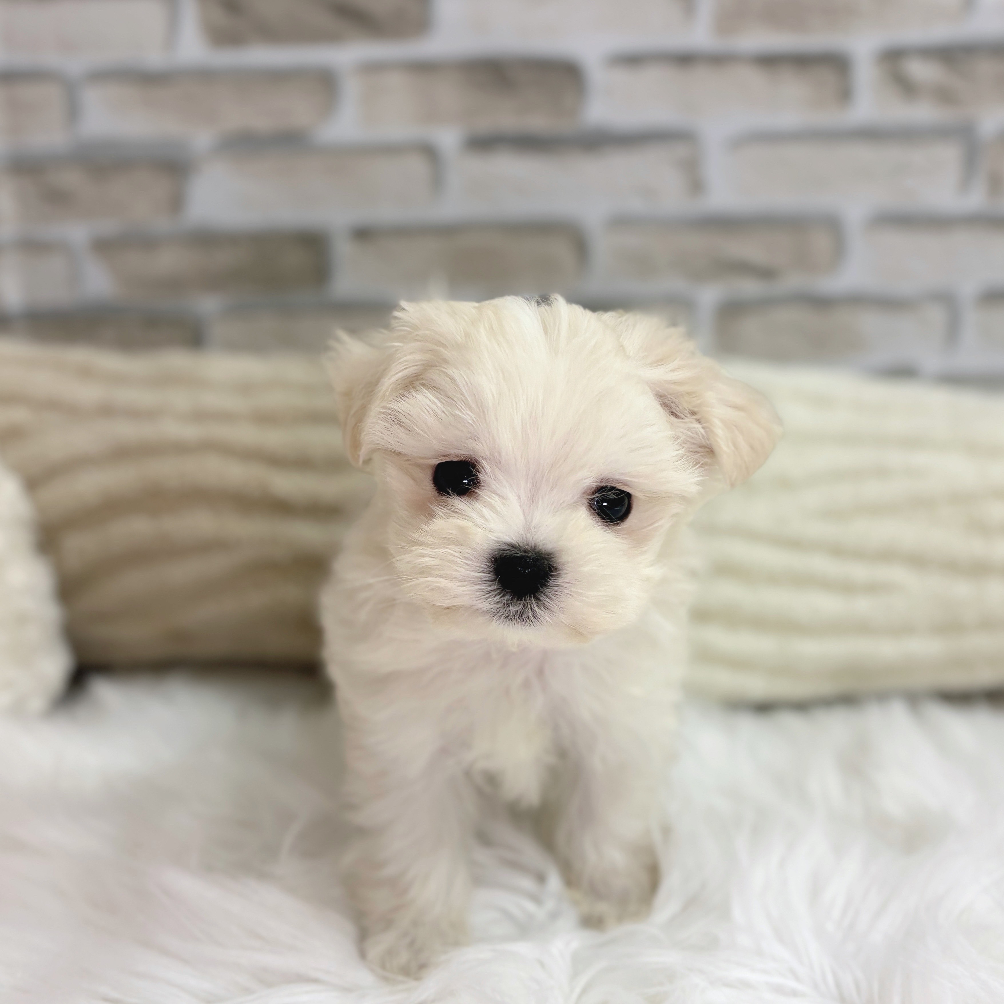 神奈川県のマルチーズ (犬の家＆猫の里モザイクモール港北店/2025年9月1日生まれ/男の子/ホワイト)の子犬の1枚目の画像