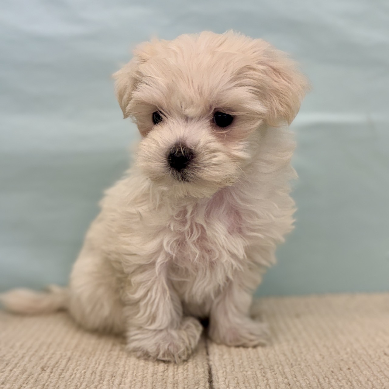 愛知県のマルチーズ (犬の家＆猫の里春日井本店/2025年9月1日生まれ/女の子/ホワイト)の子犬の1枚目の画像