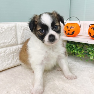 静岡県のパピヨン (犬の家＆猫の里マークイズ静岡店/2025年9月2日生まれ/男の子/ホワイトブラウン)の子犬の1枚目の画像