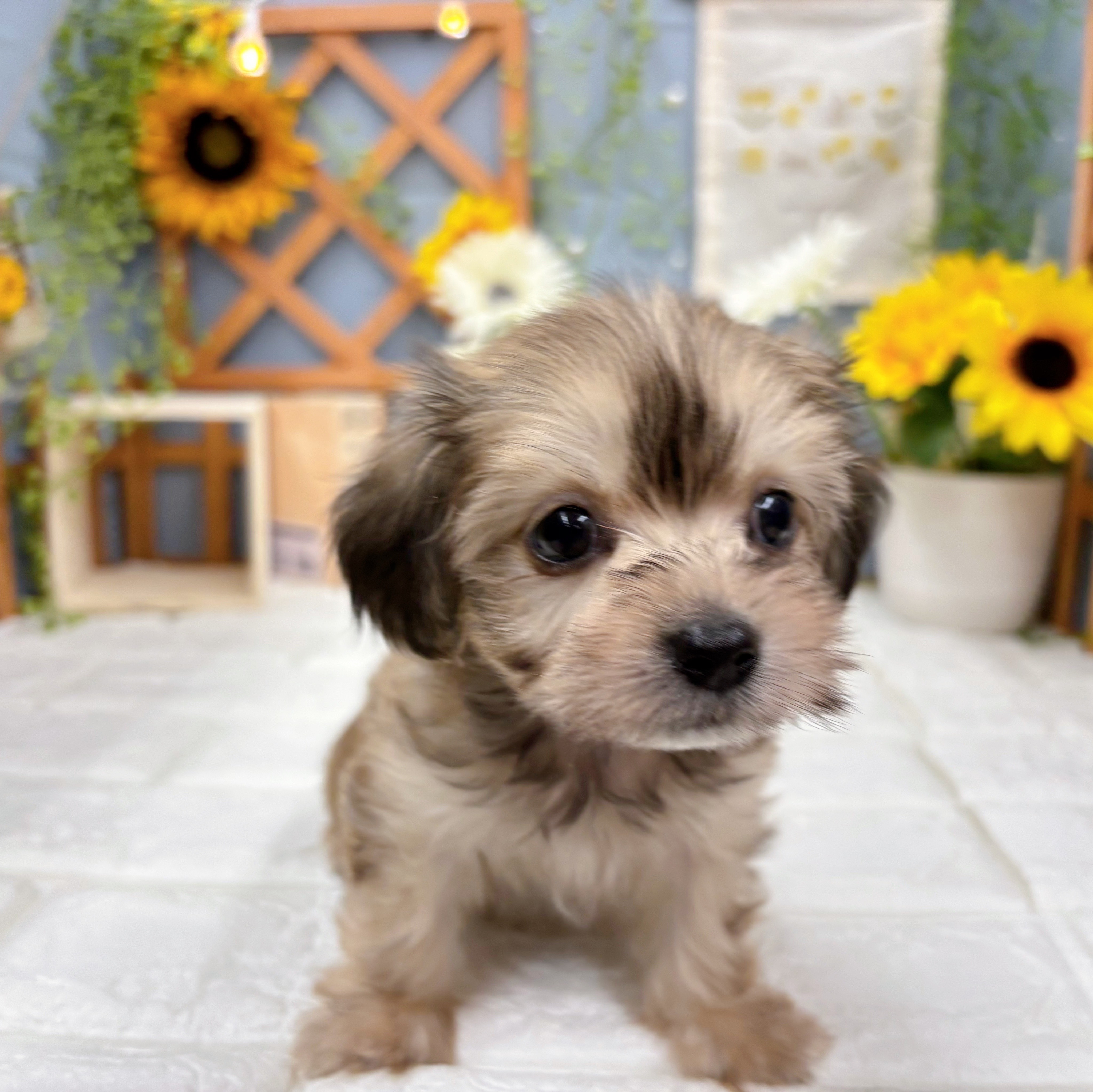 千葉県のマルックス(マルチーズ×ダックス) (犬の家＆猫の里ワンズモール稲毛店/2025年8月30日生まれ/男の子/シェーデットクリーム)の子犬の1枚目の画像