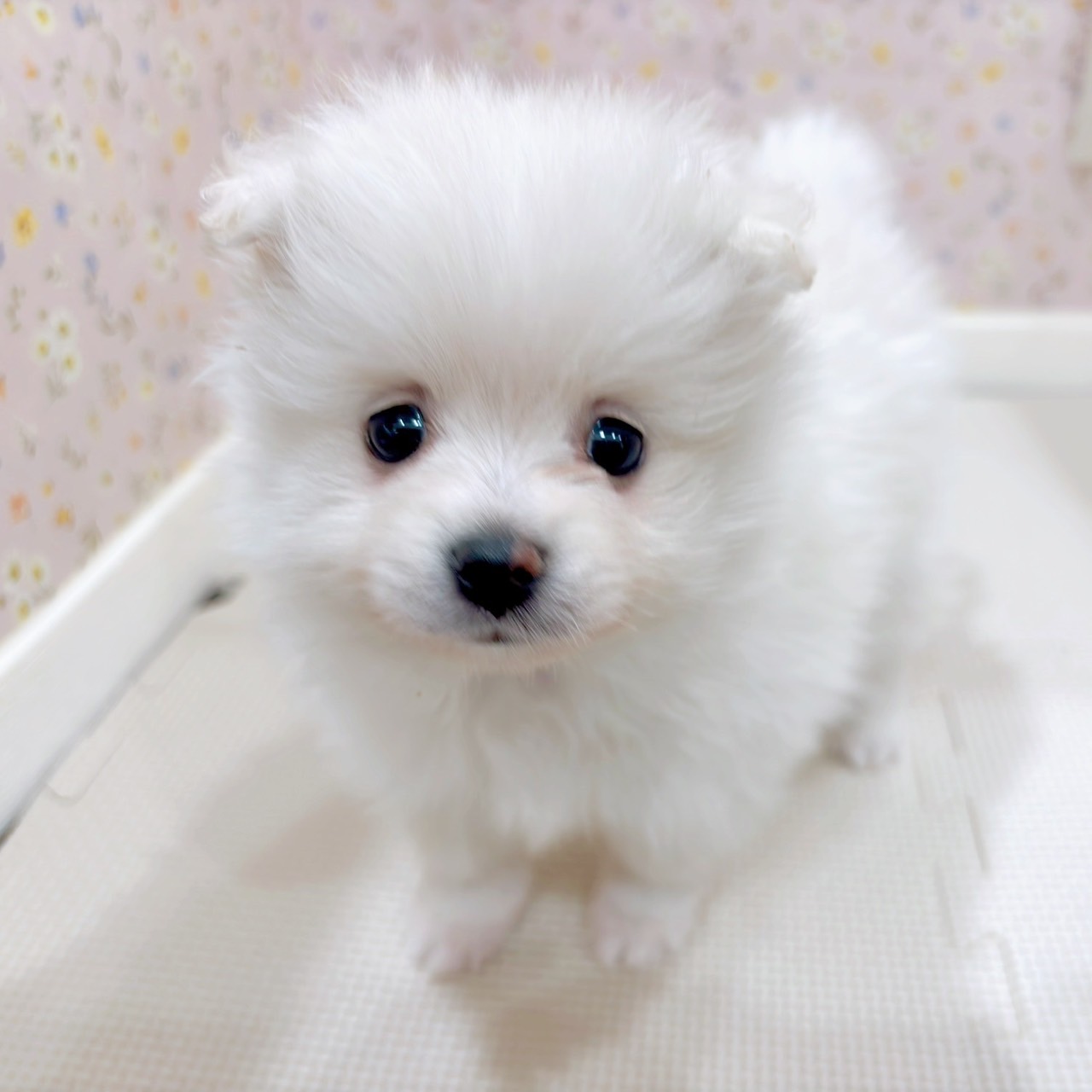 石川県のポメラニアン (犬の家＆猫の里金沢店/2025年9月1日生まれ/女の子/クリーム)の子犬の2枚目の画像