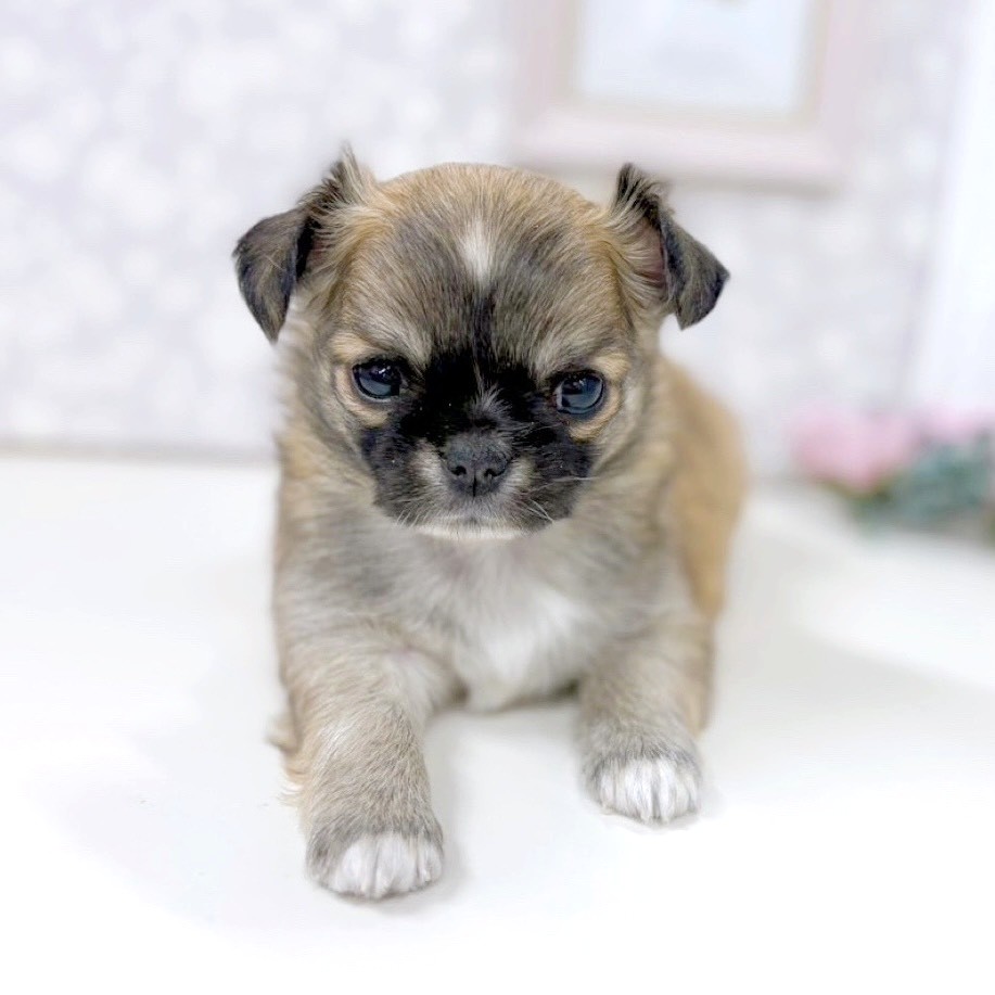 富山県のチワワ(ロング) (犬の家&猫の里アミーゴ高岡蓮花寺店/2025年9月2日生まれ/女の子/レッドホワイト)の子犬の2枚目の画像