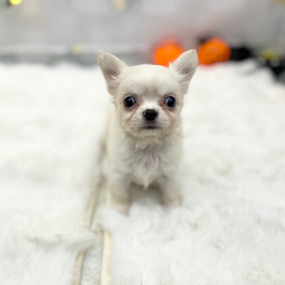 静岡県のチワワ(ロング) (犬の家＆猫の里MEGAドン・キホーテ袋井店/2025年9月2日生まれ/女の子/ホワイトクリーム)の子犬の2枚目の画像