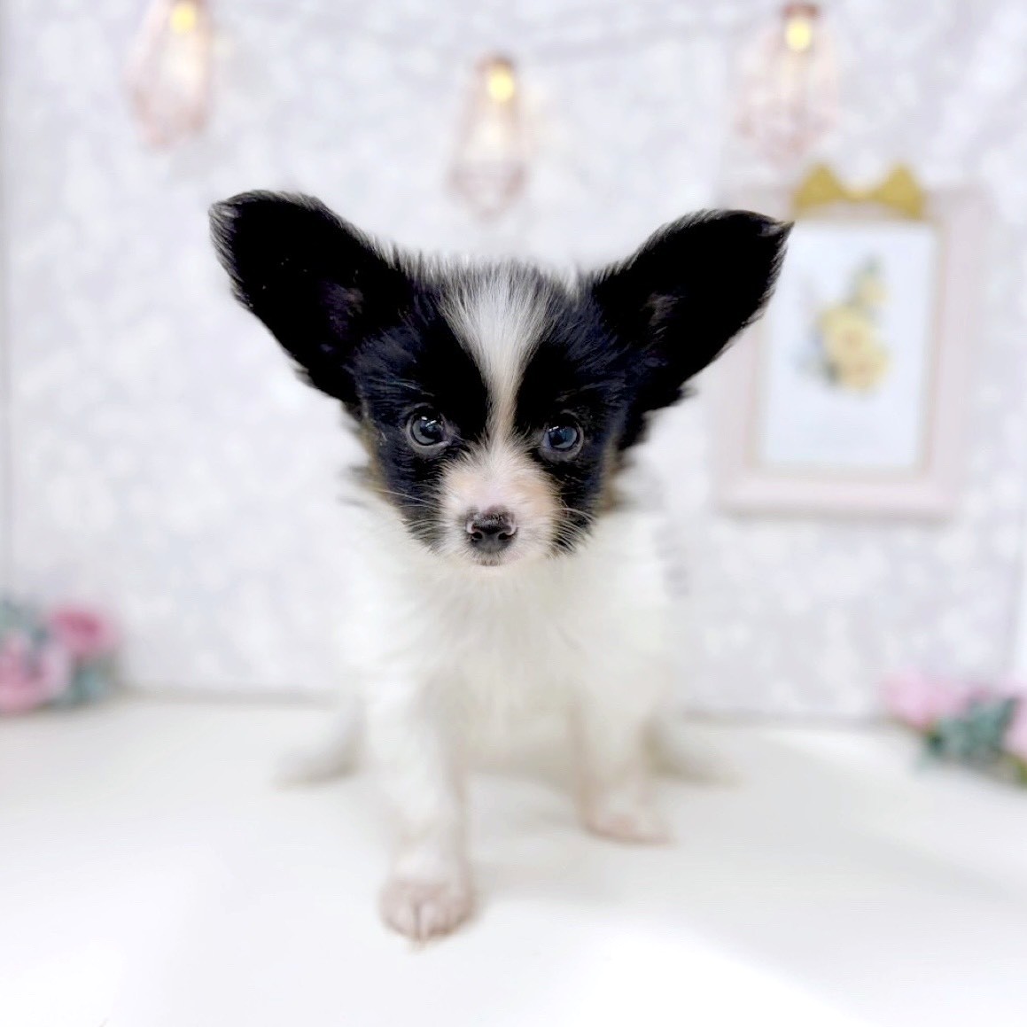 富山県のパピヨン (犬の家＆猫の里アミーゴ高岡蓮花寺店/2025年9月1日生まれ/男の子/トライカラー)の子犬の1枚目の画像