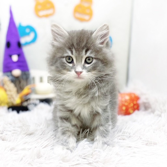 静岡県のサイベリアン (犬の家＆猫の里藤枝店/2025年9月1日生まれ/男の子/ブルータビーホワイト)の子猫の2枚目の画像