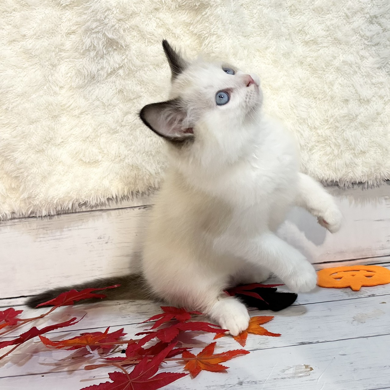 長野県のラグドール (犬の家&猫の里カインズ梓川店/2025年9月1日生まれ/男の子/シールポイントバイカラー)の子猫の2枚目の画像