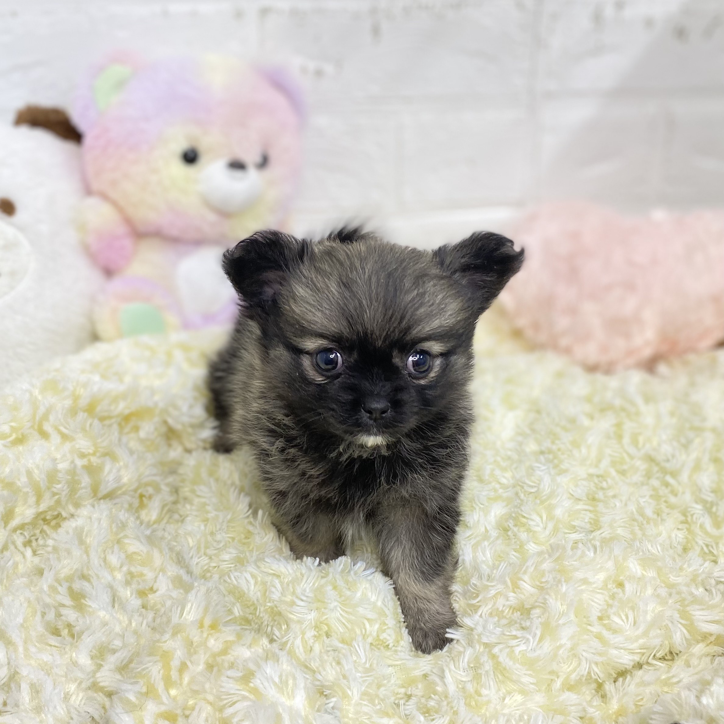 長野県のポメチワ/チワポメ/ポメチー(ポメラニアン×チワワ) (犬の家＆猫の里長野店/2025年9月1日生まれ/女の子/ウルフセーブル)の子犬の2枚目の画像